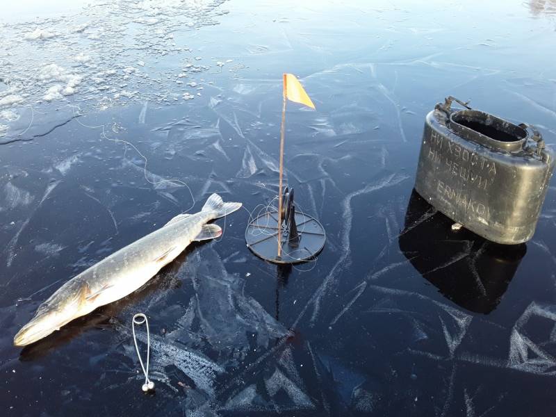 Фотоотчет по рыбе: Щука. Место рыбалки: Рыбинское водохранилище