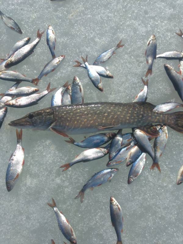 Фотоотчет по рыбе: Щука, Плотва. Место рыбалки: Выборгский залив