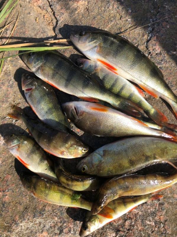 Фотоотчет по рыбе: Окунь. Место рыбалки: Сосновоборский городской округ