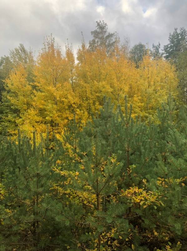 Фотоотчет с рыбалки. Место: Сосновоборский городской округ