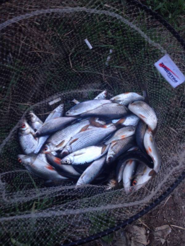 Фотоотчет с рыбалки. Место: Сенеж озеро