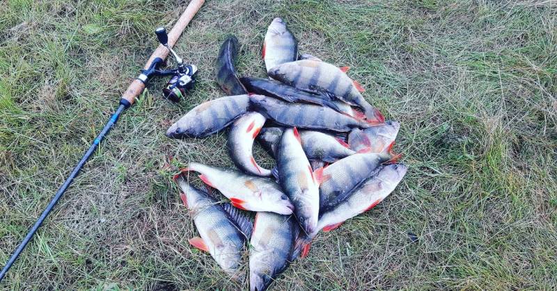 Фотоотчет по рыбе: Окунь. Место рыбалки: Ханты-Мансийский автономный округ (Югра)