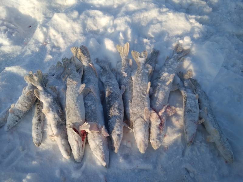 Фотоотчет по рыбе: Щука. Место рыбалки: Ханты-Мансийский автономный округ (Югра)