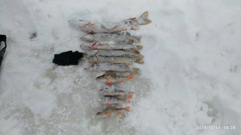Фотоотчет по рыбе: Щука, Окунь. Место рыбалки: Ханты-Мансийский автономный округ (Югра)