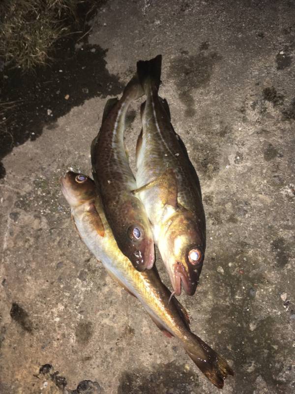 Фотоотчет по рыбе: Треска. Место рыбалки: Мурманская область