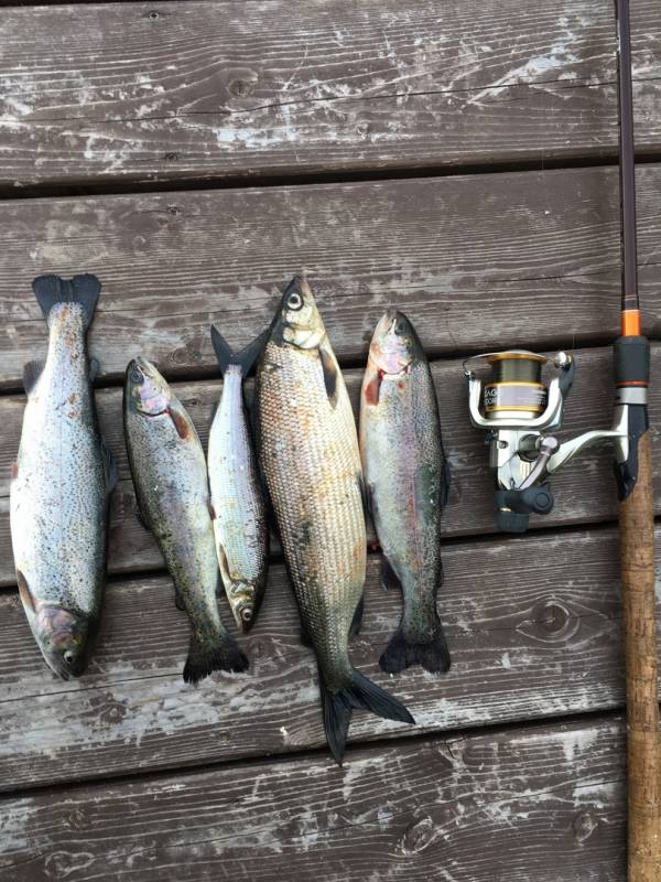 Фотоотчет по рыбе: Сиг, Форель радужная. Место рыбалки: Мурманская область