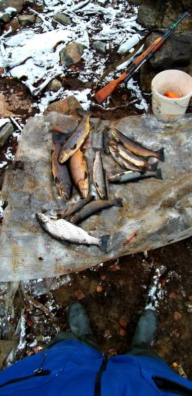 Фотоотчет по рыбе: Кумжа. Место рыбалки: Верхнетуломское водохранилище