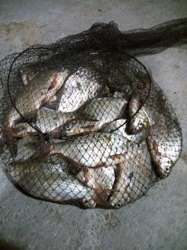 Фотоотчет по рыбе: Густера. Место рыбалки: Республика Башкортостан
