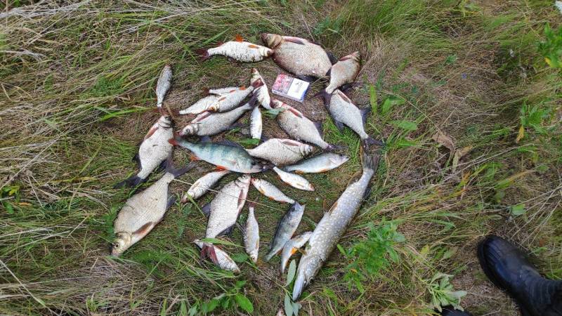 Фотоотчет по рыбе: Щука, Лещ, Окунь, Плотва. Место рыбалки: Республика Татарстан