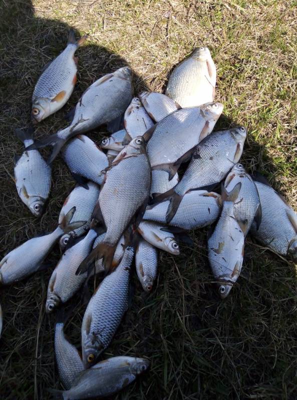 Фотоотчет по рыбе: Густера, Плотва. Место рыбалки: Республика Башкортостан