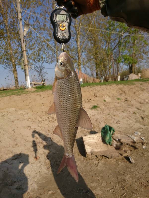 Фотоотчет с рыбалки. Место: Икрянинский район