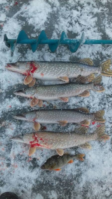 Фотоотчет по рыбе: Щука, Окунь. Место рыбалки: Республика Башкортостан