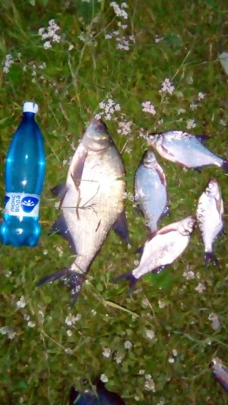 Фотоотчет по рыбе: Лещ. Место рыбалки: Миасский городской пруд