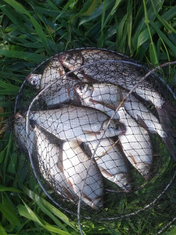 Фотоотчет по рыбе: Лещ, Синец. Место рыбалки: Смоленская область
