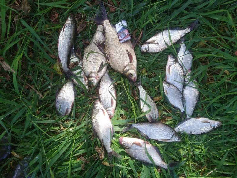 Фотоотчет по рыбе: Лещ, Синец, Подуст. Место рыбалки: Смоленская область