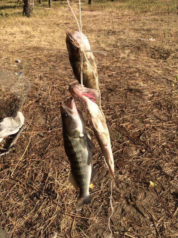 Фотоотчет по рыбе: Сом, Судак. Место рыбалки: Астраханская область