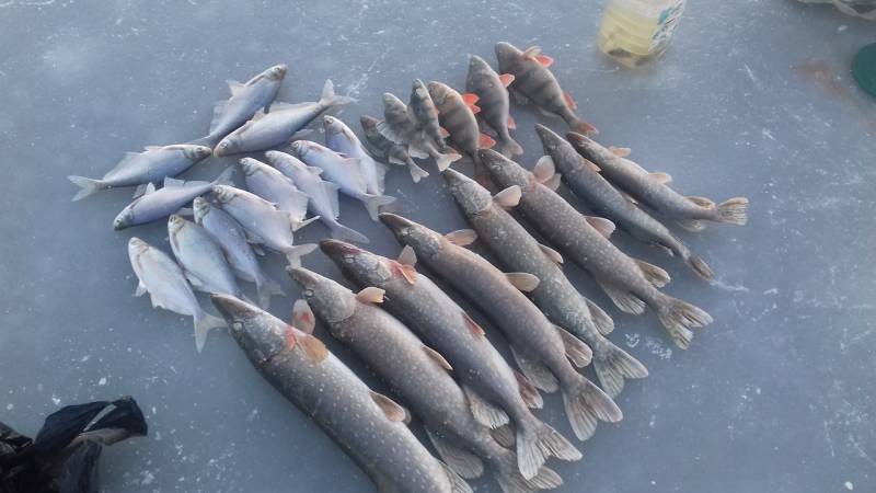 Фотоотчет по рыбе: Щука, Лещ, Окунь. Место рыбалки: Волгоградская область