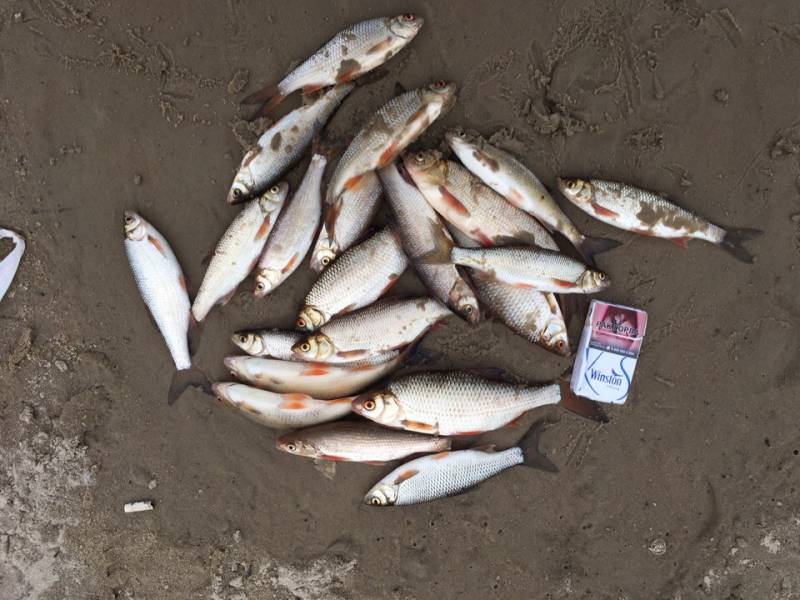 Фотоотчет по рыбе: Елец, Плотва. Место рыбалки: Россия