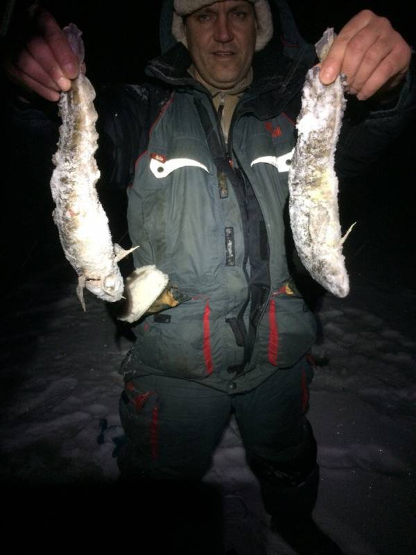Фотоотчет по рыбе: Налим. Место рыбалки: Врево озеро (Ленинградская обл)