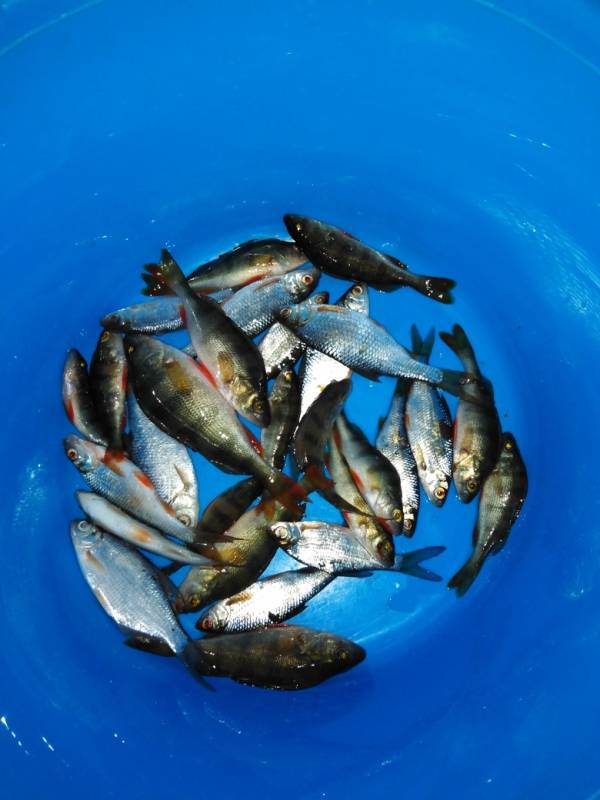 Фотоотчет с рыбалки. Место: Самарская область