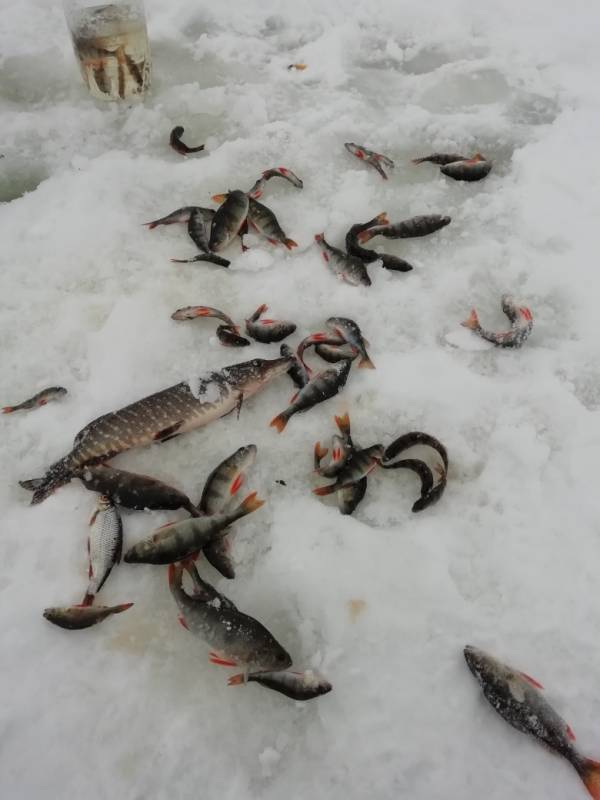 Фотоотчет по рыбе: Щука, Окунь, Плотва. Место рыбалки: Самарская область