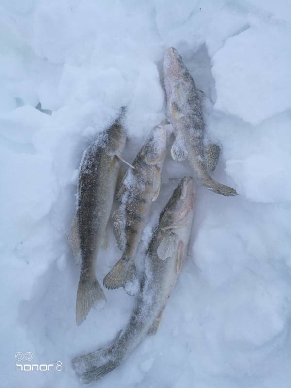 Фотоотчет по рыбе: Берш, Судак. Место рыбалки: Республика Татарстан