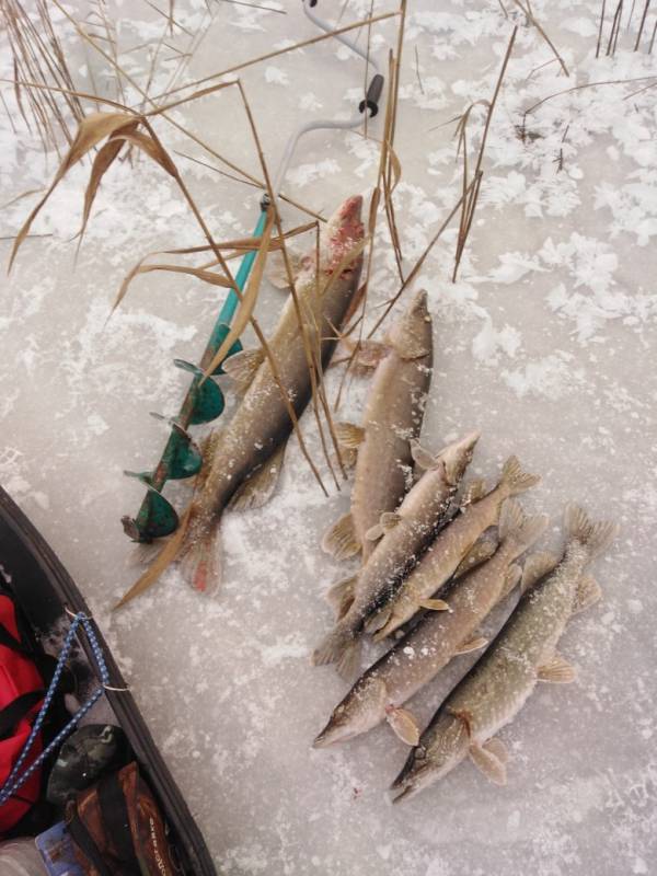 Фотоотчет по рыбе: Щука. Место рыбалки: Удмуртская Республика
