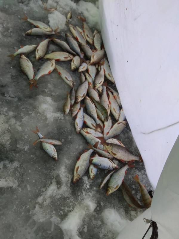 Фотоотчет по рыбе: Окунь, Плотва. Место рыбалки: Нарвское водохранилище