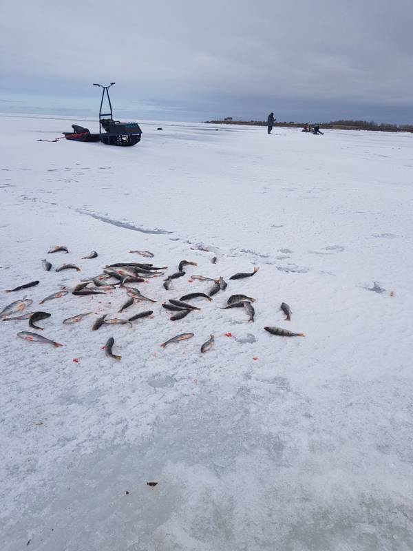Фотоотчет по рыбе: Окунь. Место рыбалки: Псковская область
