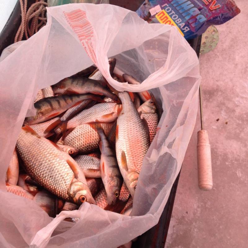 Фотоотчет по рыбе: Окунь, Плотва. Место рыбалки: Псковская область