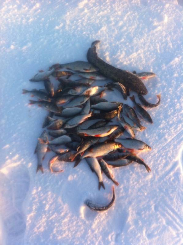 Фотоотчет по рыбе: Налим, Окунь, Плотва. Место рыбалки: Псковская область