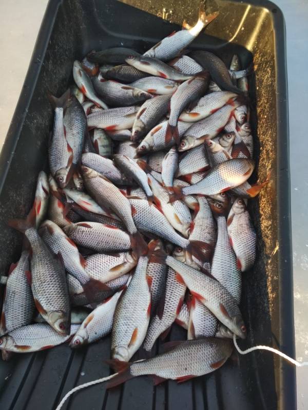 Фотоотчет по рыбе: Плотва. Место рыбалки: Псковская область