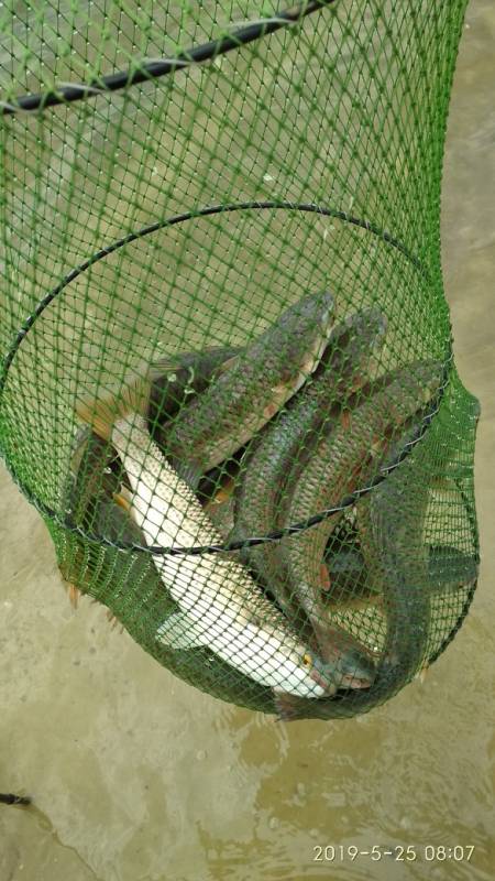 Фотоотчет по рыбе: Пиленгас. Место рыбалки: Ростовская область