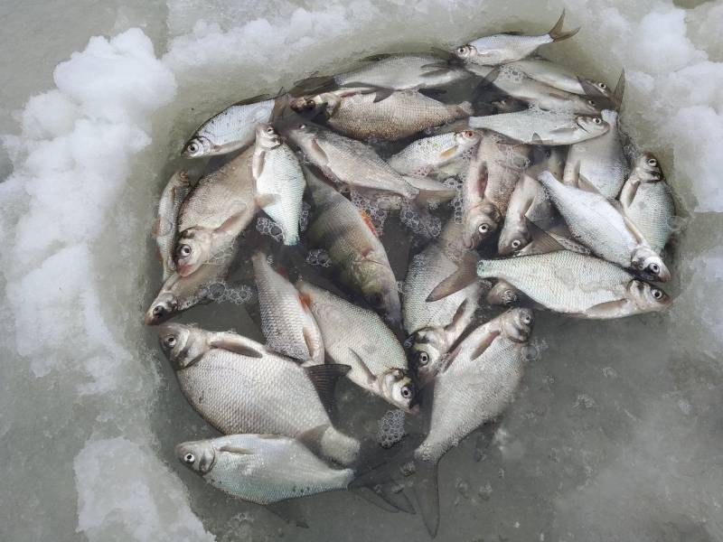 Фотоотчет по рыбе: Лещ, Окунь. Место рыбалки: Десногорское водохранилище