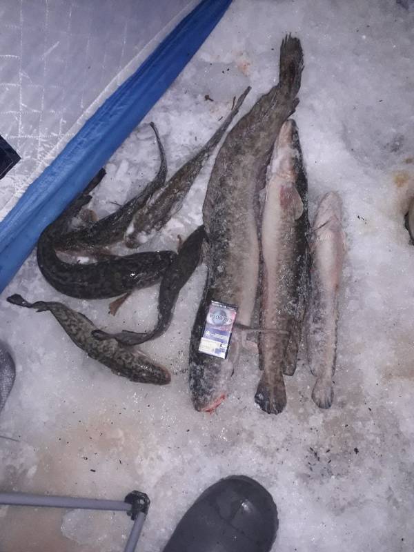 Фотоотчет по рыбе: Налим. Место рыбалки: Ялуторовский район