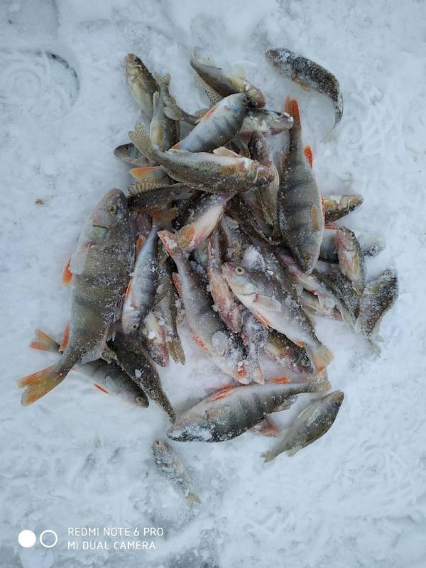 Фотоотчет по рыбе: Окунь. Место рыбалки: Тюменский район