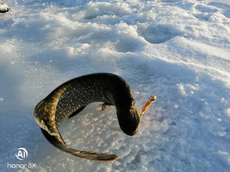 Фотоотчет по рыбе: Щука. Место рыбалки: Тюменская область