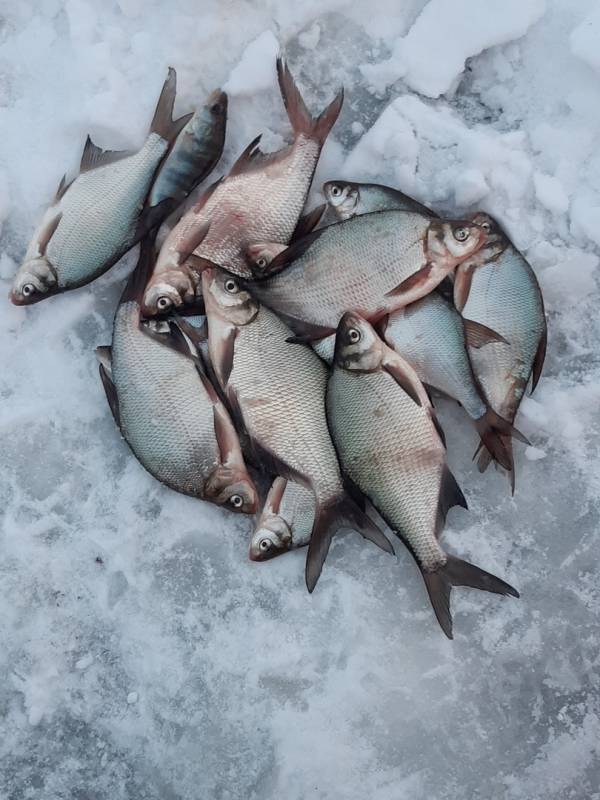 Фотоотчет по рыбе: Лещ, Окунь. Место рыбалки: Тюменская область