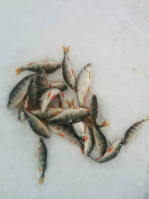 Фотоотчет по рыбе: Окунь, Плотва. Место рыбалки: Тюменский район