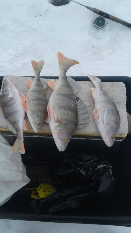 Фотоотчет по рыбе: Окунь. Место рыбалки: Тюменская область
