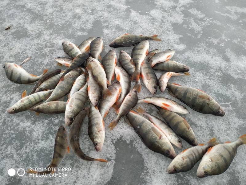 Фотоотчет по рыбе: Окунь. Место рыбалки: Тюменская область