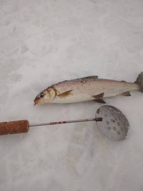 Фотоотчет по рыбе: Сиг. Место рыбалки: Архангельская область