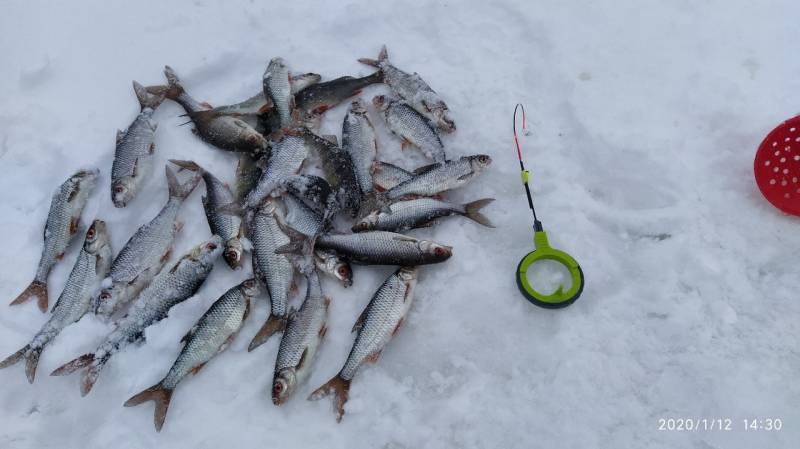 Фотоотчет по рыбе: Плотва. Место рыбалки: Архангельская область