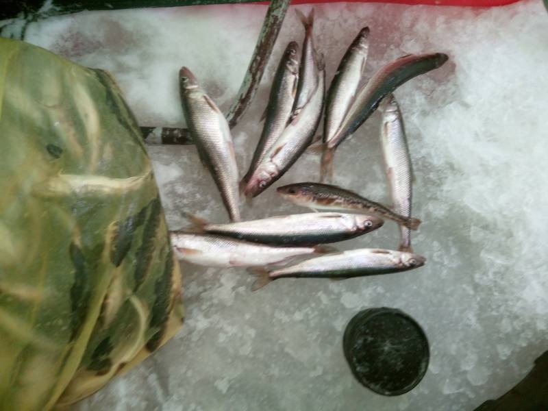 Фотоотчет по рыбе: Корюшка. Место рыбалки: Архангельская область
