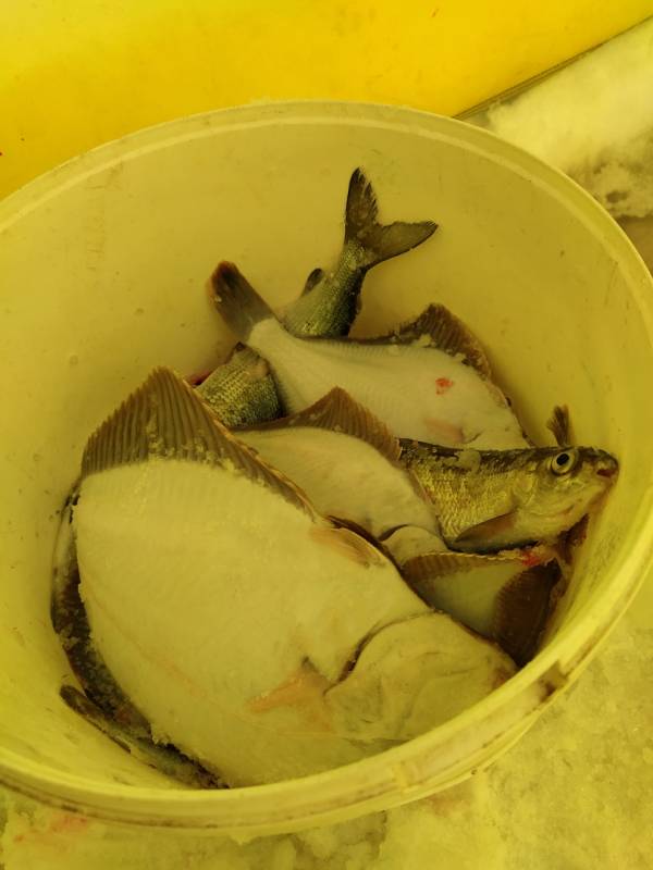 Фотоотчет по рыбе: Сиг, Камбала. Место рыбалки: Россия