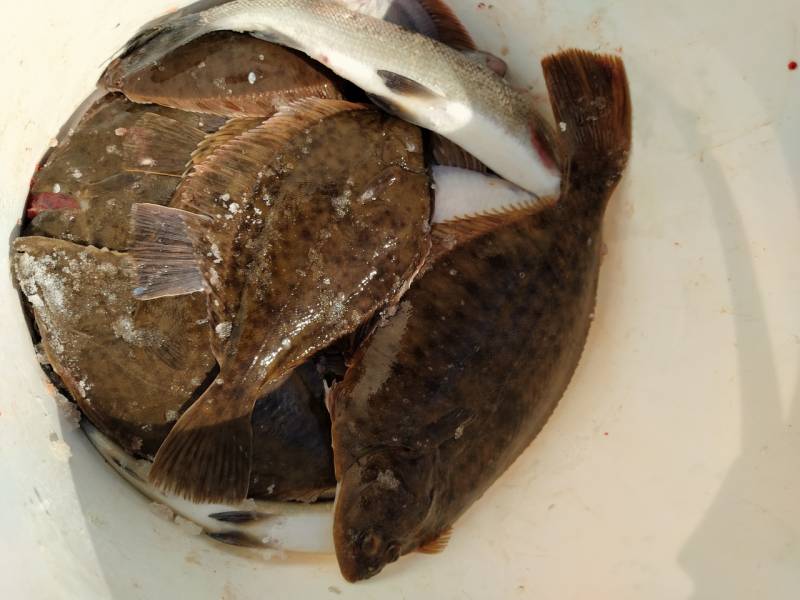 Фотоотчет по рыбе: Сиг, Камбала. Место рыбалки: Россия