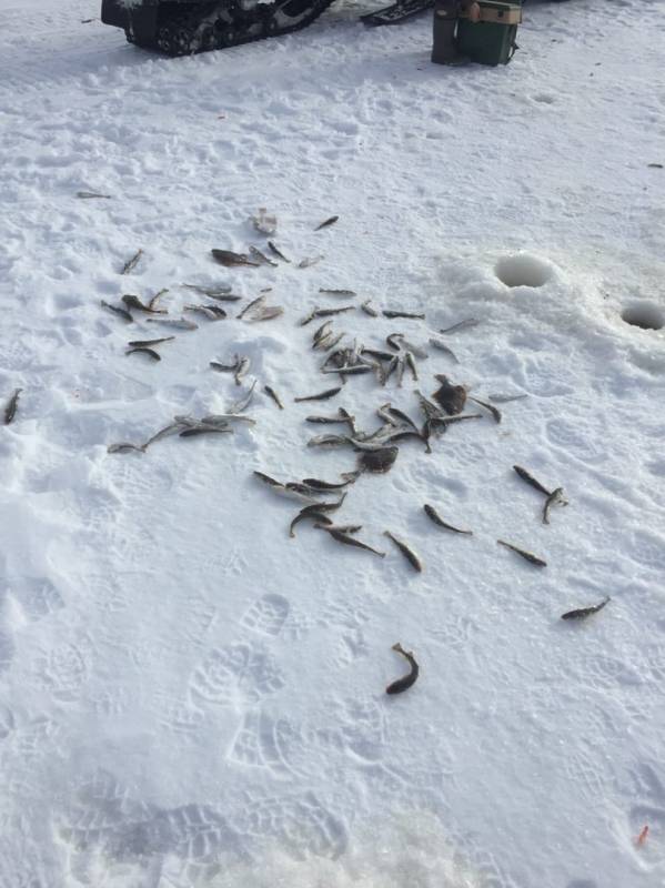 Фотоотчет по рыбе: Камбала, Навага. Место рыбалки: Архангельская область