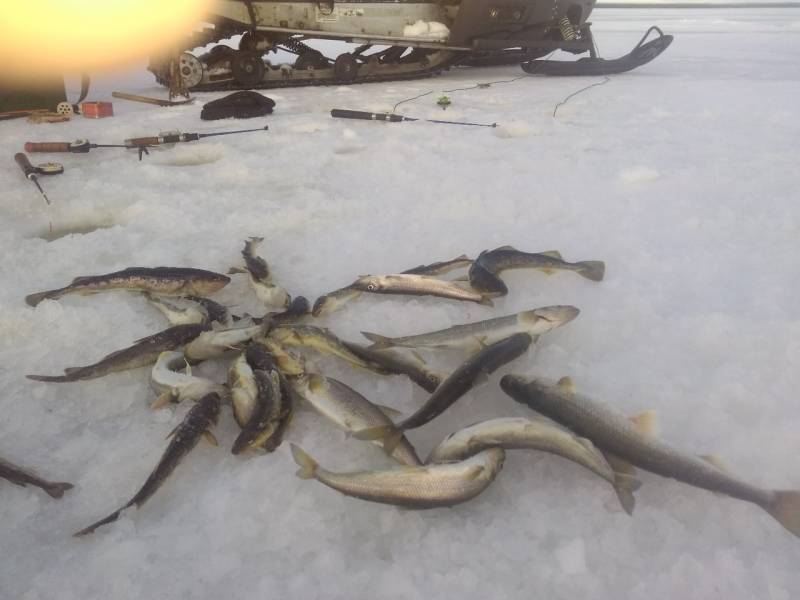 Фотоотчет по рыбе: Навага. Место рыбалки: Архангельская область