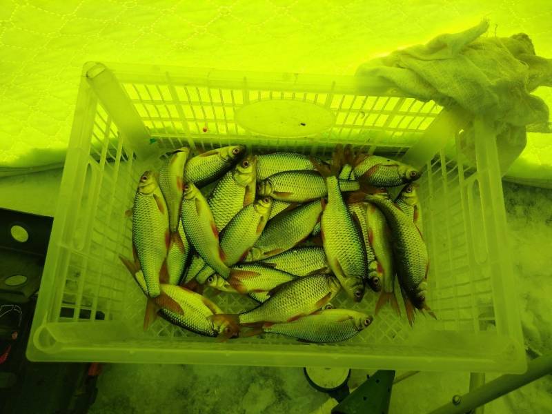 Фотоотчет по рыбе: Плотва. Место рыбалки: Чита (Забайкальский край)
