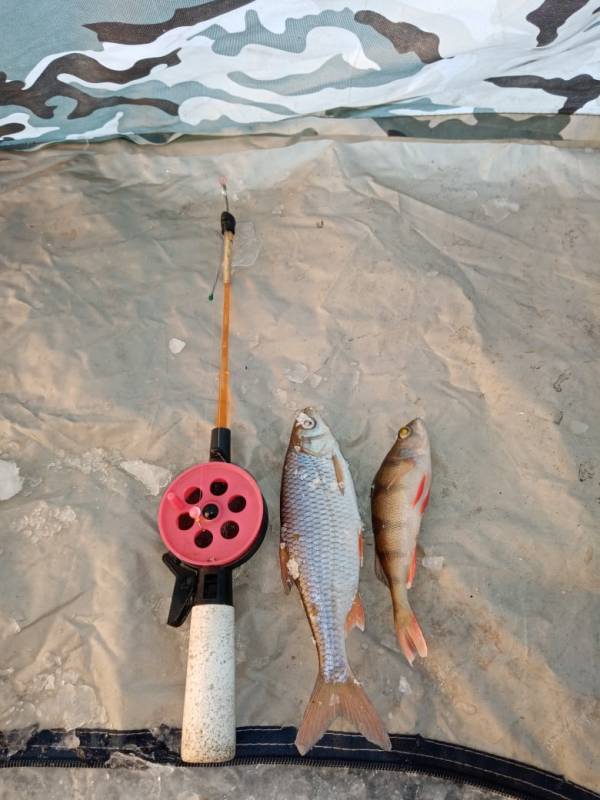 Фотоотчет по рыбе: Окунь, Плотва. Место рыбалки: Чита (Забайкальский край)
